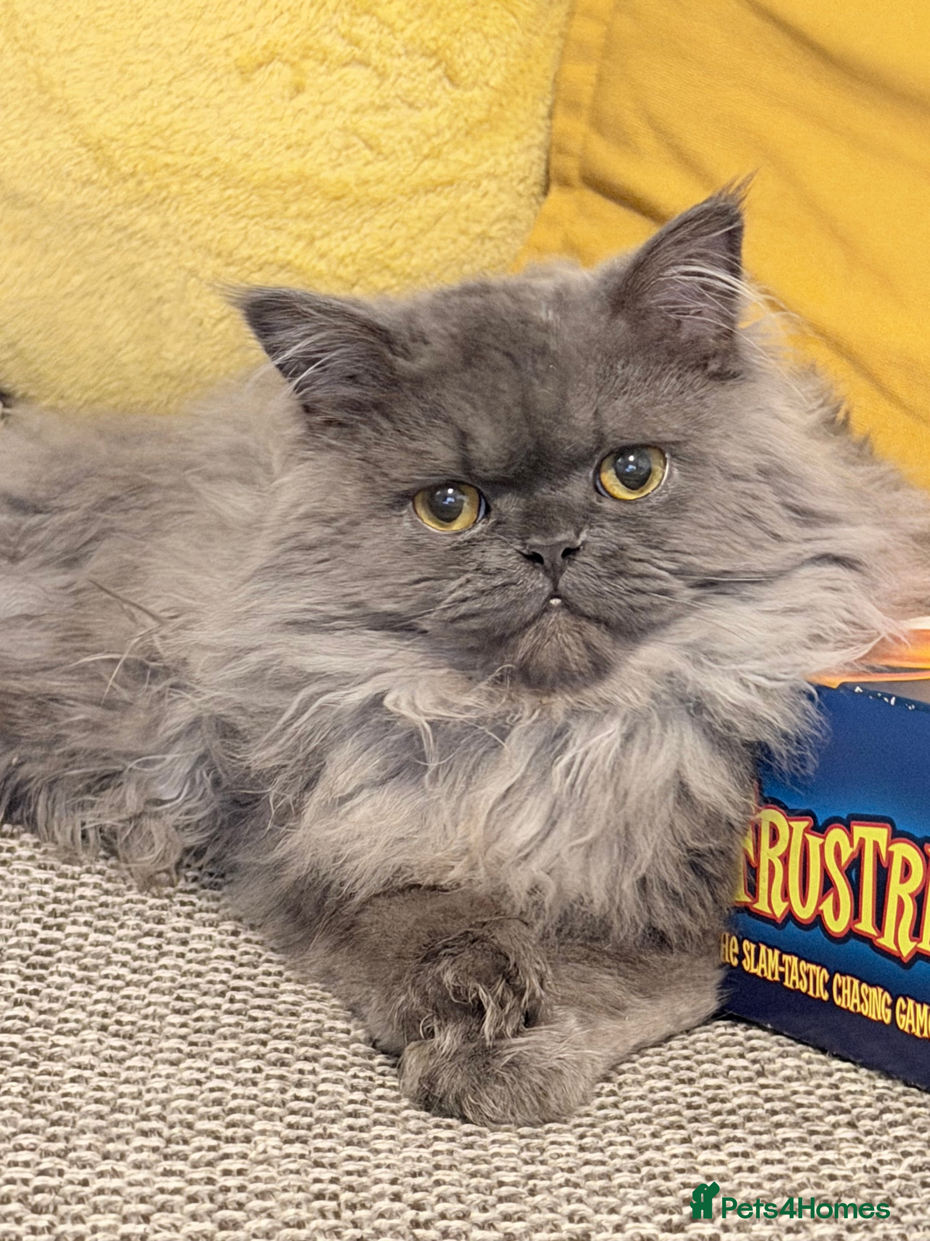 Persian cats Persian male  - Advert 1