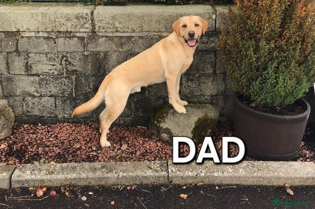 Labrador Retriever dogs for sale: Fully Health Checked Labrador Puppies - Image 9