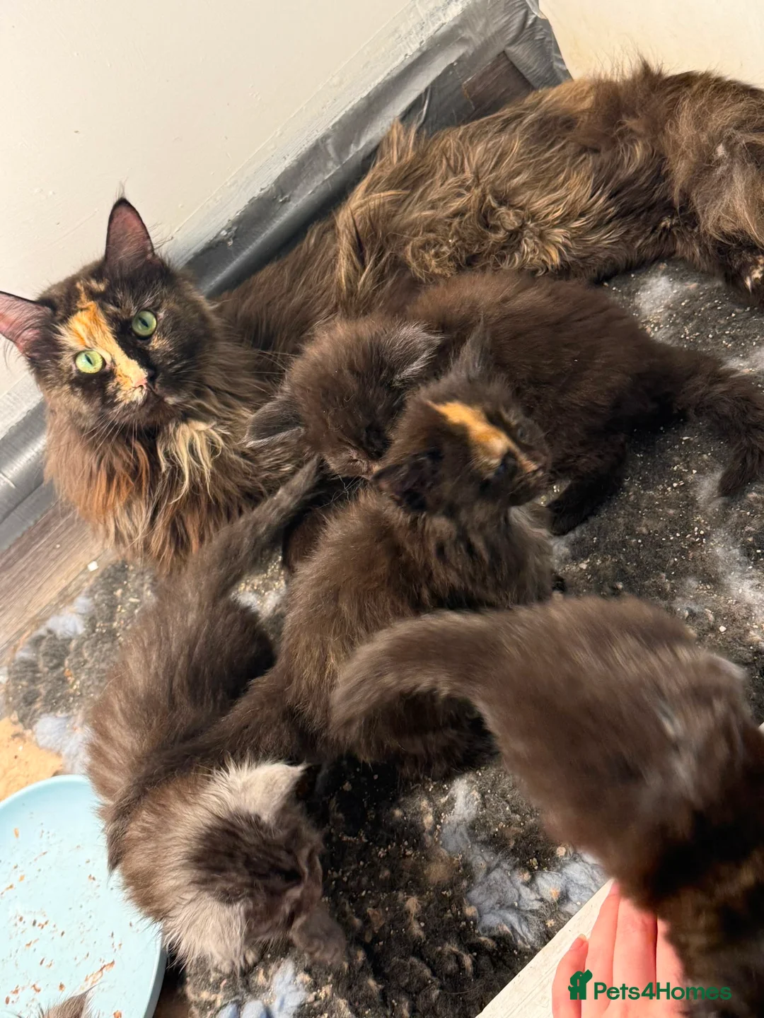 Maine Coon cats for sale: Full Pedigree Maine Coon Kittens - Advert 5