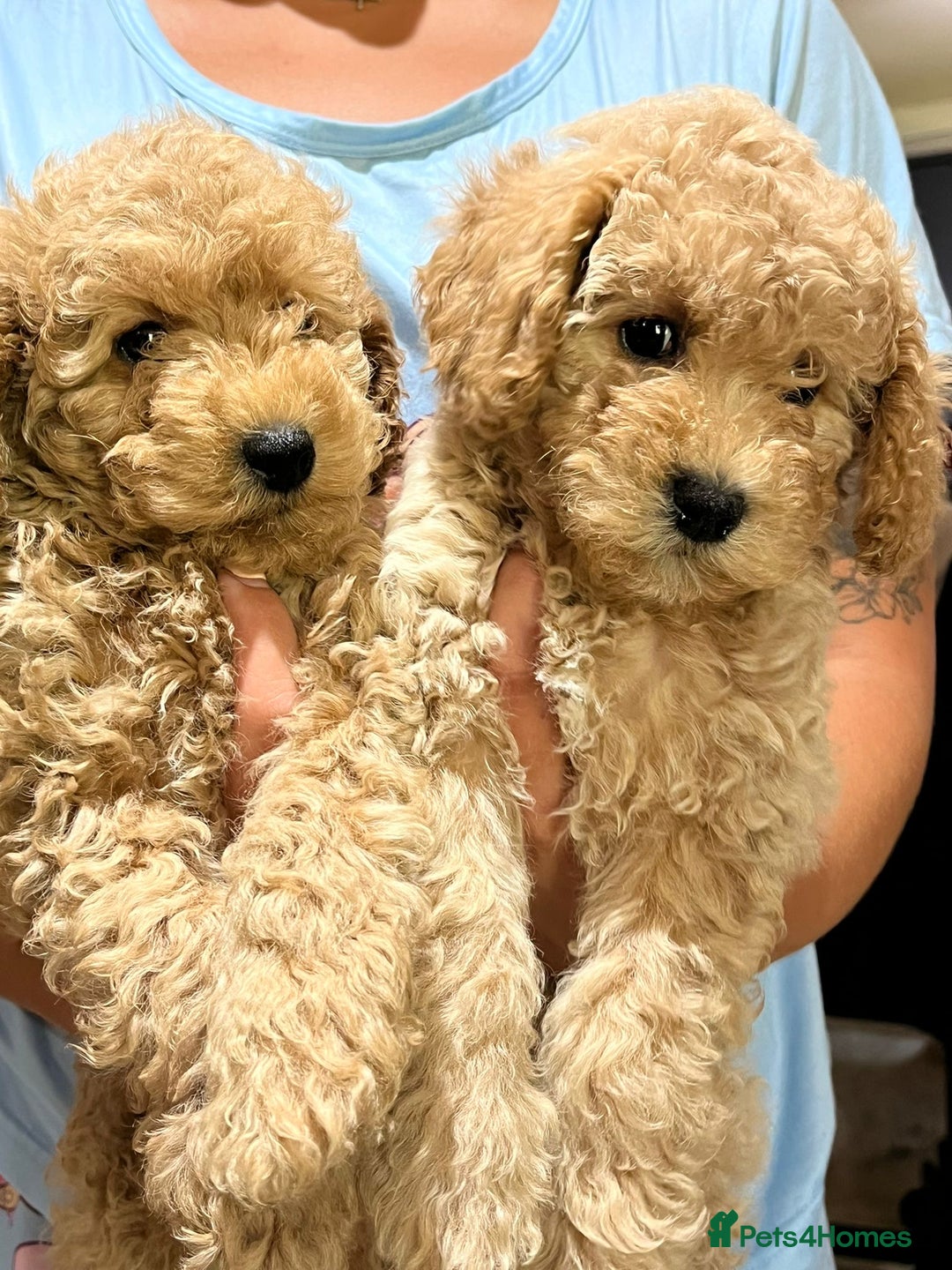 Maltipoo dogs for sale: Maltipoo Puppies - Image 3