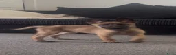 Belgian Shepherd Dog dogs for sale: Beautiful Belgian malinois pups  - Advert 5