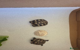 Hermann Tortoise reptiles for sale: Uk bred Hermann’s Tortoise Hatchlings - Image 7