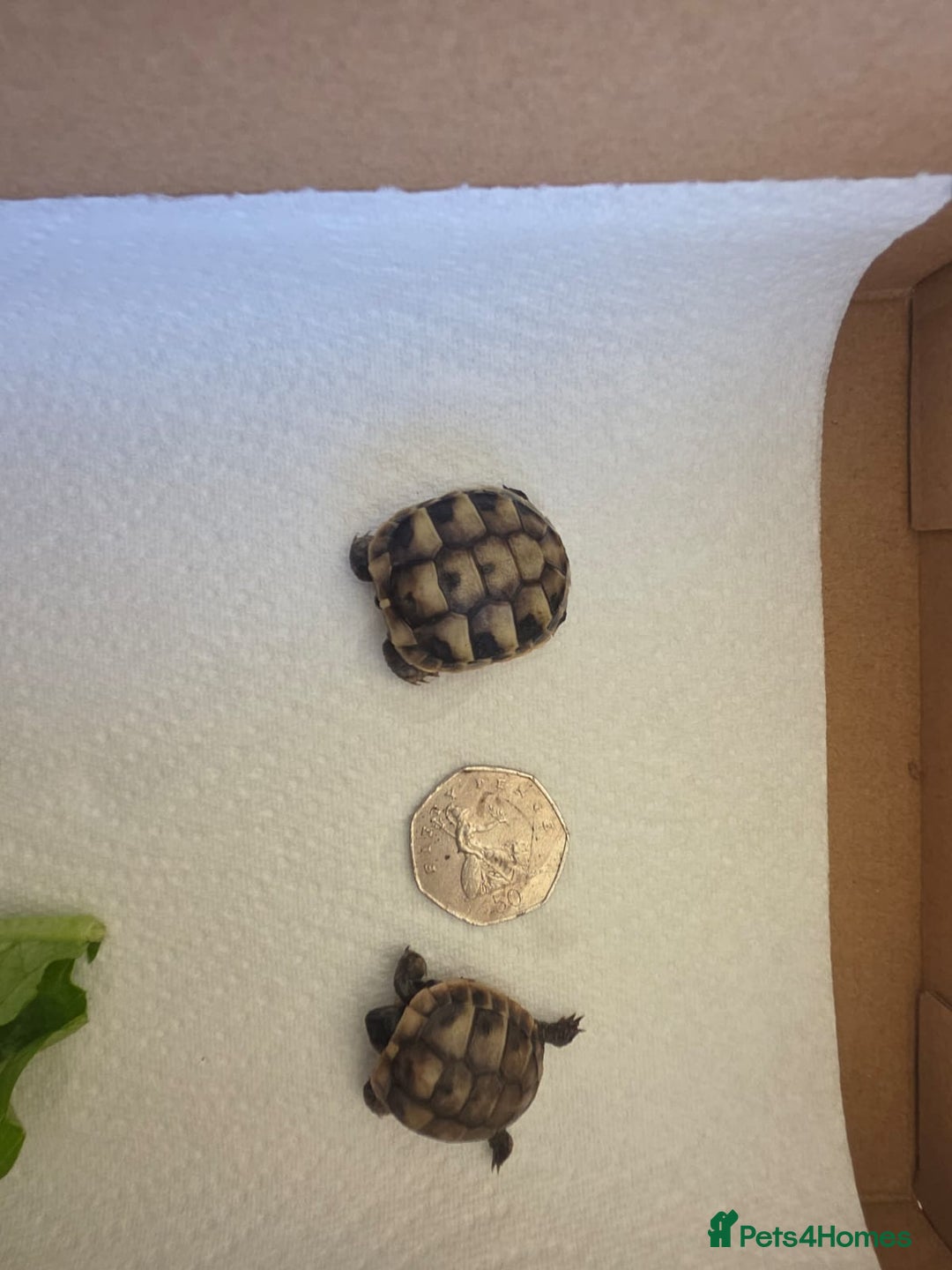 Hermann Tortoise reptiles for sale: Uk bred Hermann’s Tortoise Hatchlings - Image 7
