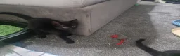 Mixed Breed cats for sale: Beautiful mixed kittens, very playful  - Advert 12