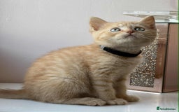 British Shorthair cats for sale: British Shorthair kittens - Image 3