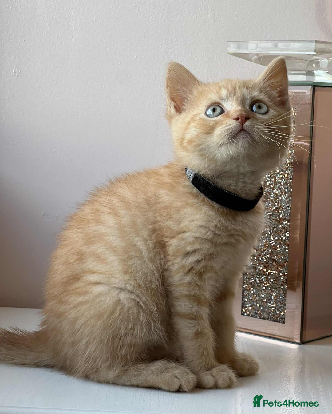 British Shorthair cats for sale: British Shorthair kittens - Image 3