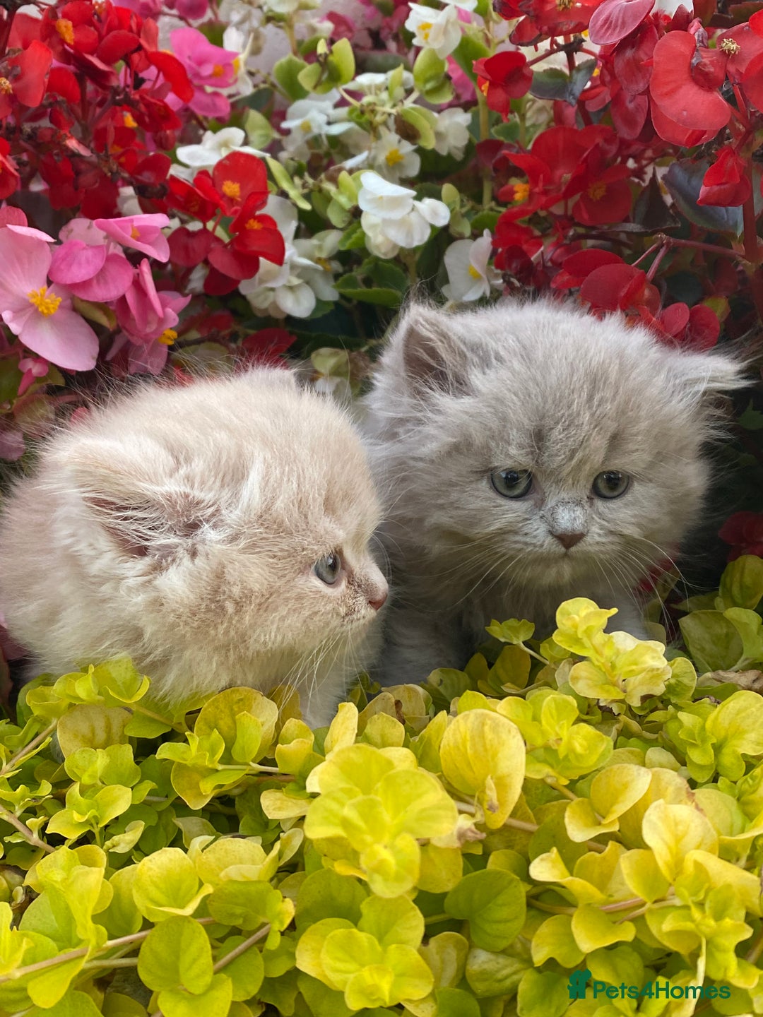 British Longhair cats for sale: British longhair and shorthair kittens for sale - Image 3