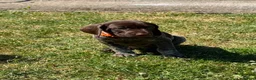 German Shorthaired Pointer dogs for sale: German Short Haired Pointer Puppies KC reg  - Advert 22