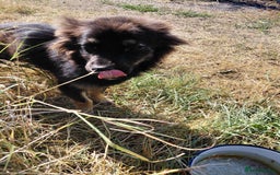 Mixed Breed dogs for adoption: ROBY, a superb puppy boy - for a Loving Home - Image 2