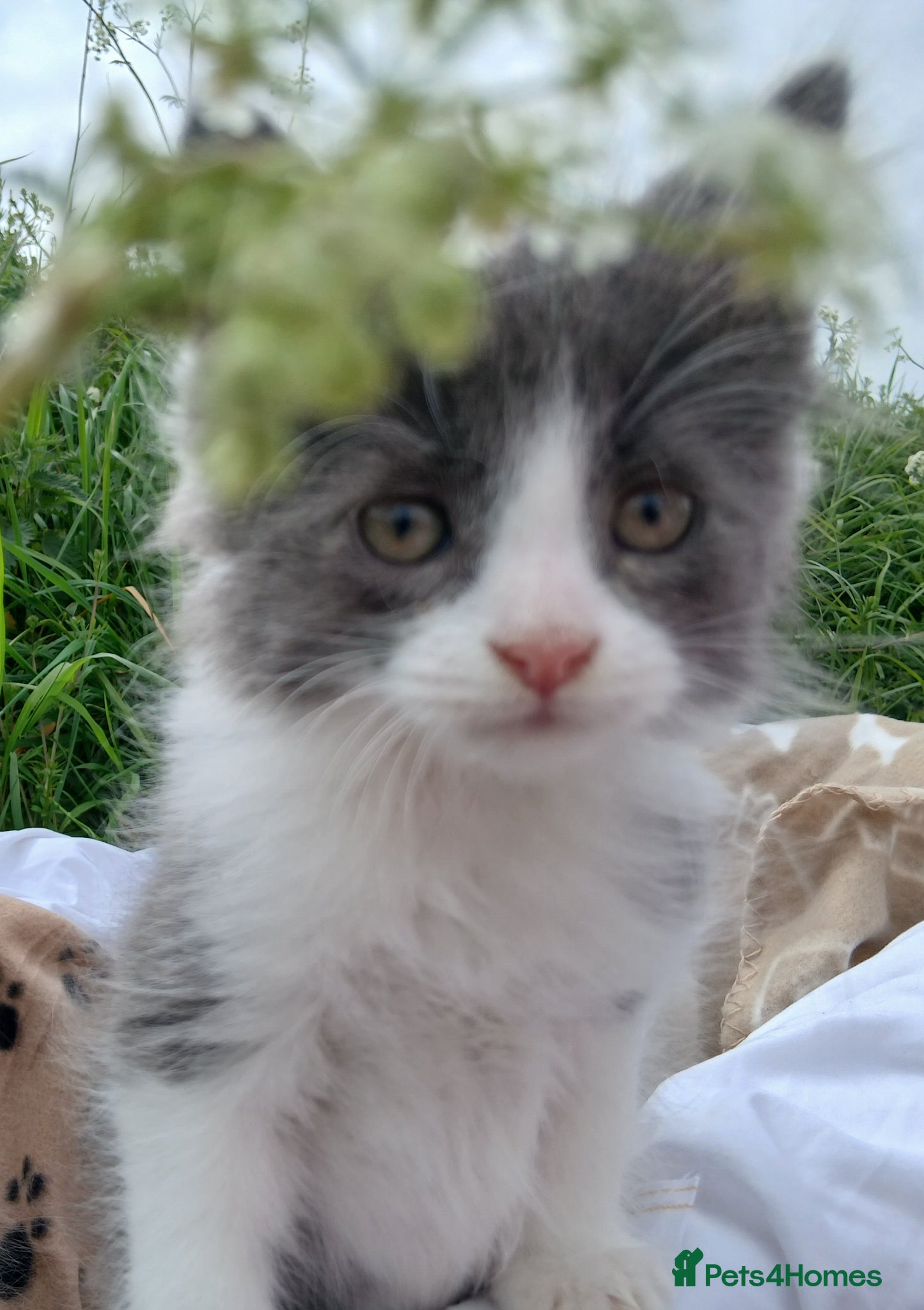British Longhair cats READY NOW!!!! Stunning kittens - Advert 2