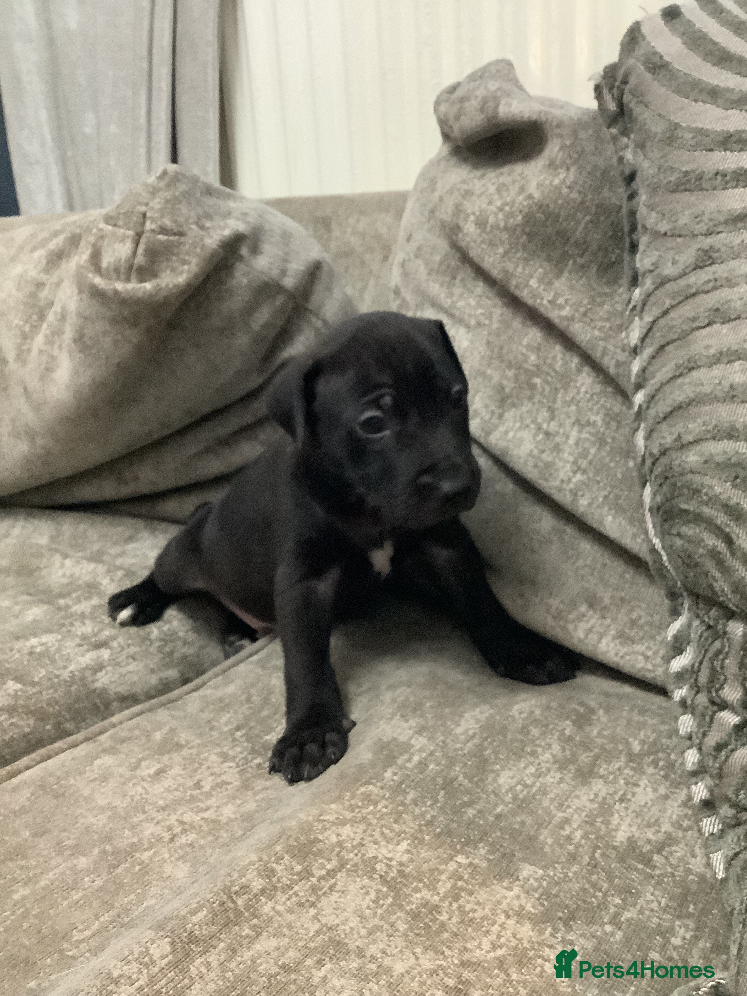 Mixed Breed dogs for sale: Beautiful Staffy x Border Collie pups for sale  - Advert 2
