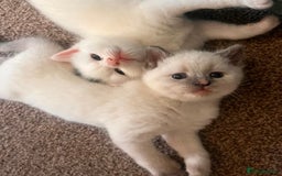 British Shorthair cats for sale: Adorable British Shorthair Kittens for sale!  - Image 5