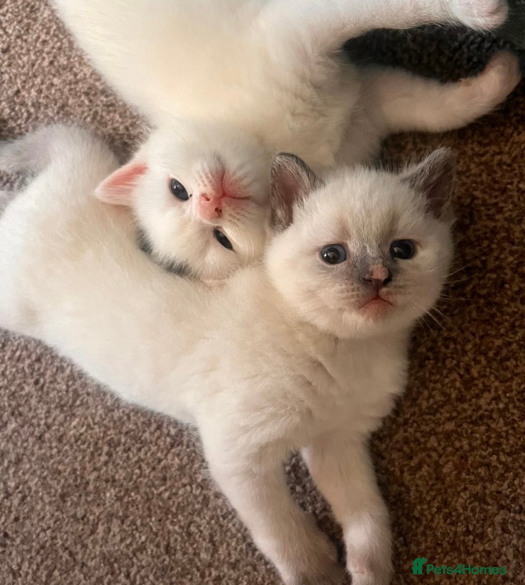 British Shorthair cats for sale: Adorable British Shorthair Kittens for sale!  - Image 5