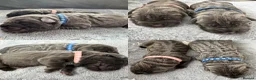 Neapolitan Mastiff dogs for sale: Rare breed Neapolitan mastiff puppies  - Advert 3