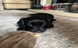 Mixed Breed dogs for sale: Beautiful Golden Cockapoo Retrieve puppies - Image 11
