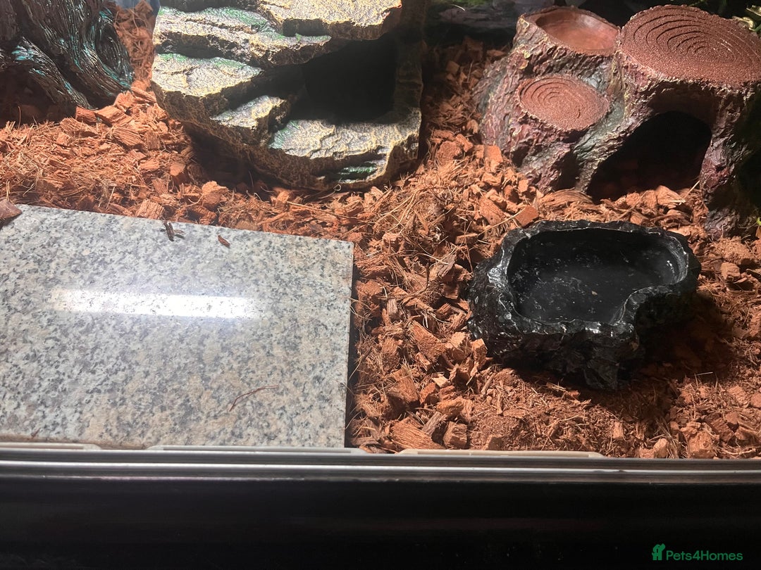 Python Snake reptiles for sale: Very sweet ball python and tank and unit  - Advert 11