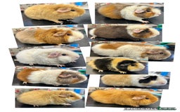 Guinea Pig rodents for sale: Teddy Sows Available  - Image 1