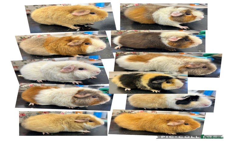 Guinea Pig rodents - Advert 1