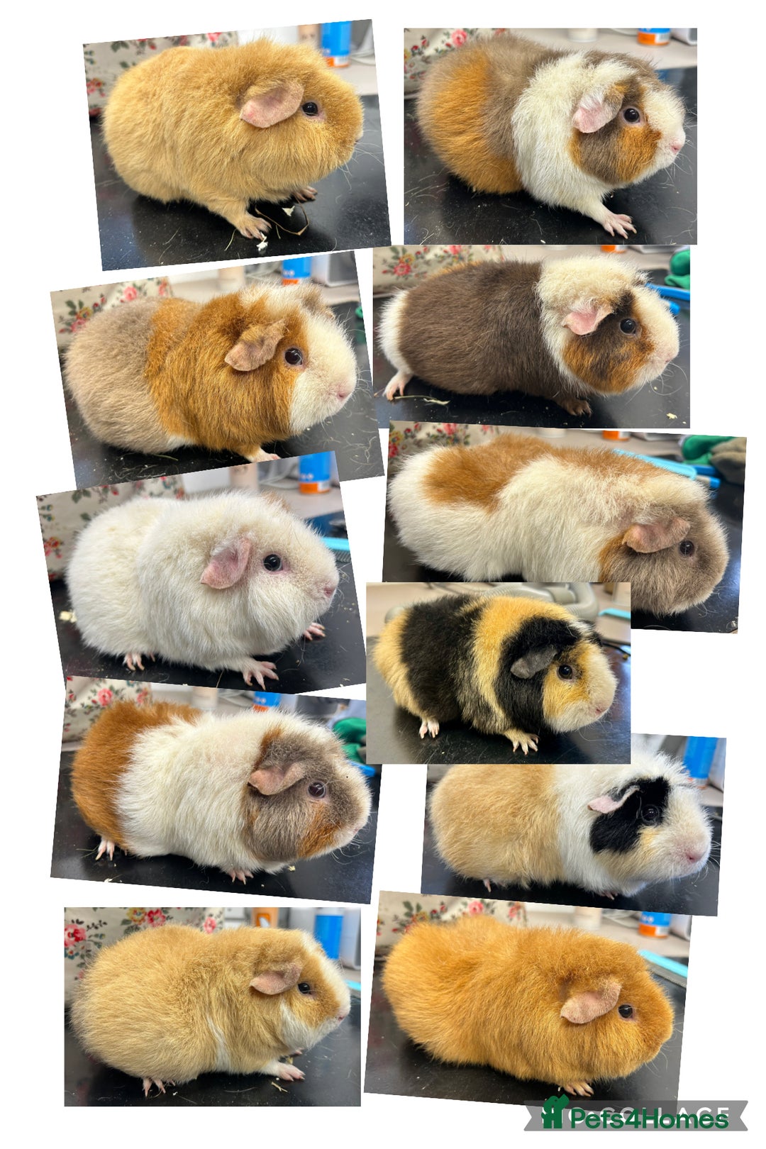 Guinea Pig rodents for sale: Teddy Sows Available  - Image 1