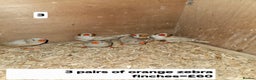 Finches birds for sale: Zebra finch   - Advert 5
