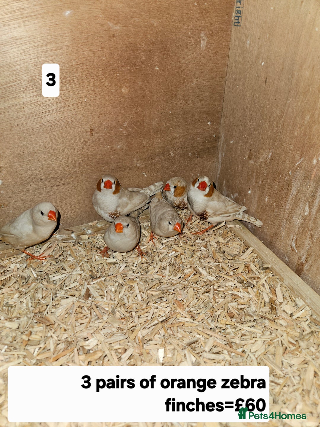 Finches birds for sale: Zebra finch   - Advert 5