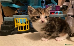 Domestic Shorthair cats for sale: Gorgeous kittens, ready now - Advert 2