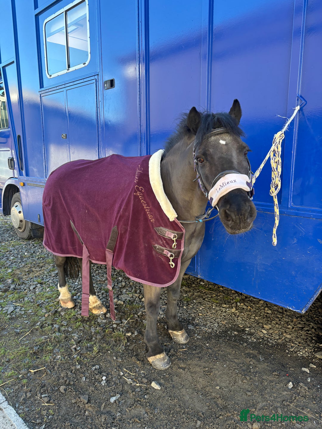 Riding pony horses for sale: 12.2hh All rounder pony  - Advert 3