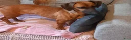 Dachshund dogs for sale: Puppy in Doncaster - Advert 6
