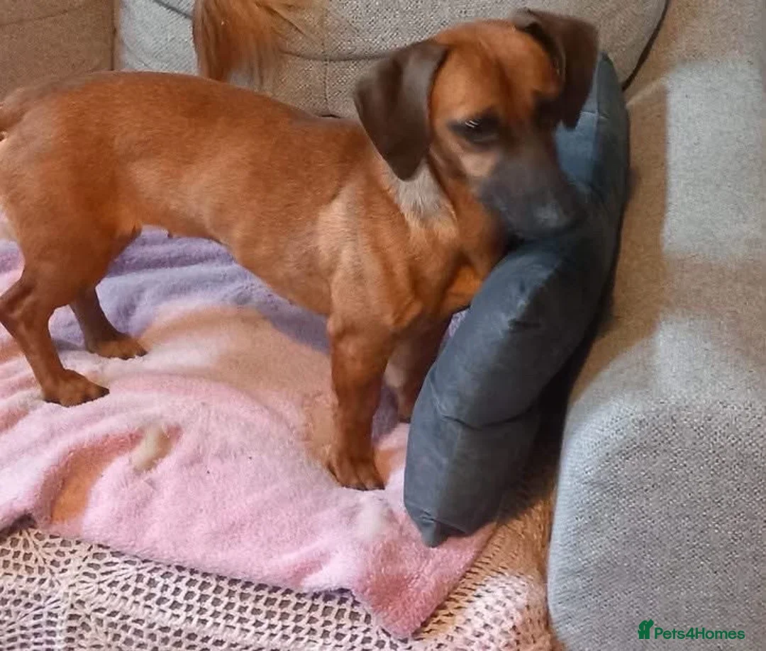 Dachshund dogs for sale: Puppy in Doncaster - Advert 6