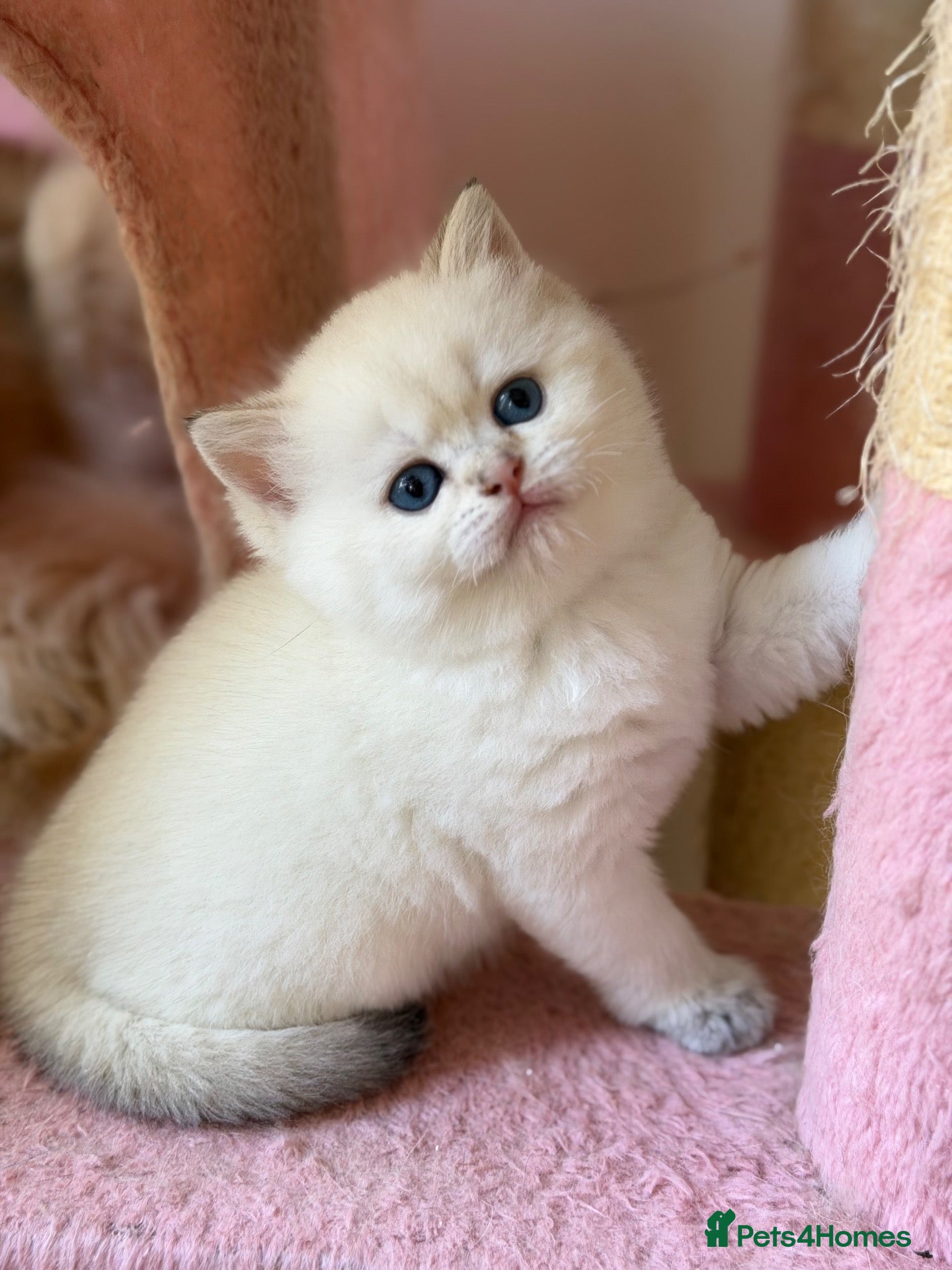British Longhair cats NY12 GOLDEN SHADED & WHITE BRITISH LONG HAIR - Advert 3