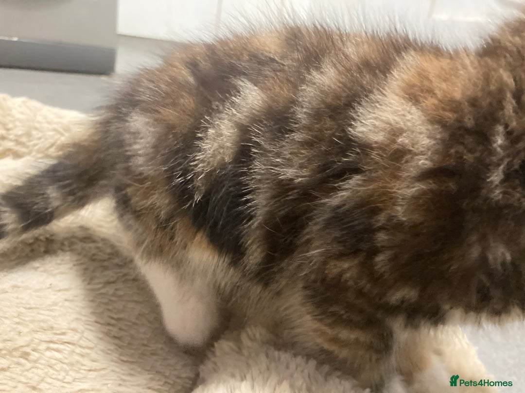 American Shorthair cats for sale: Stunning 8 week old girl American shorthair kitten - Advert 11