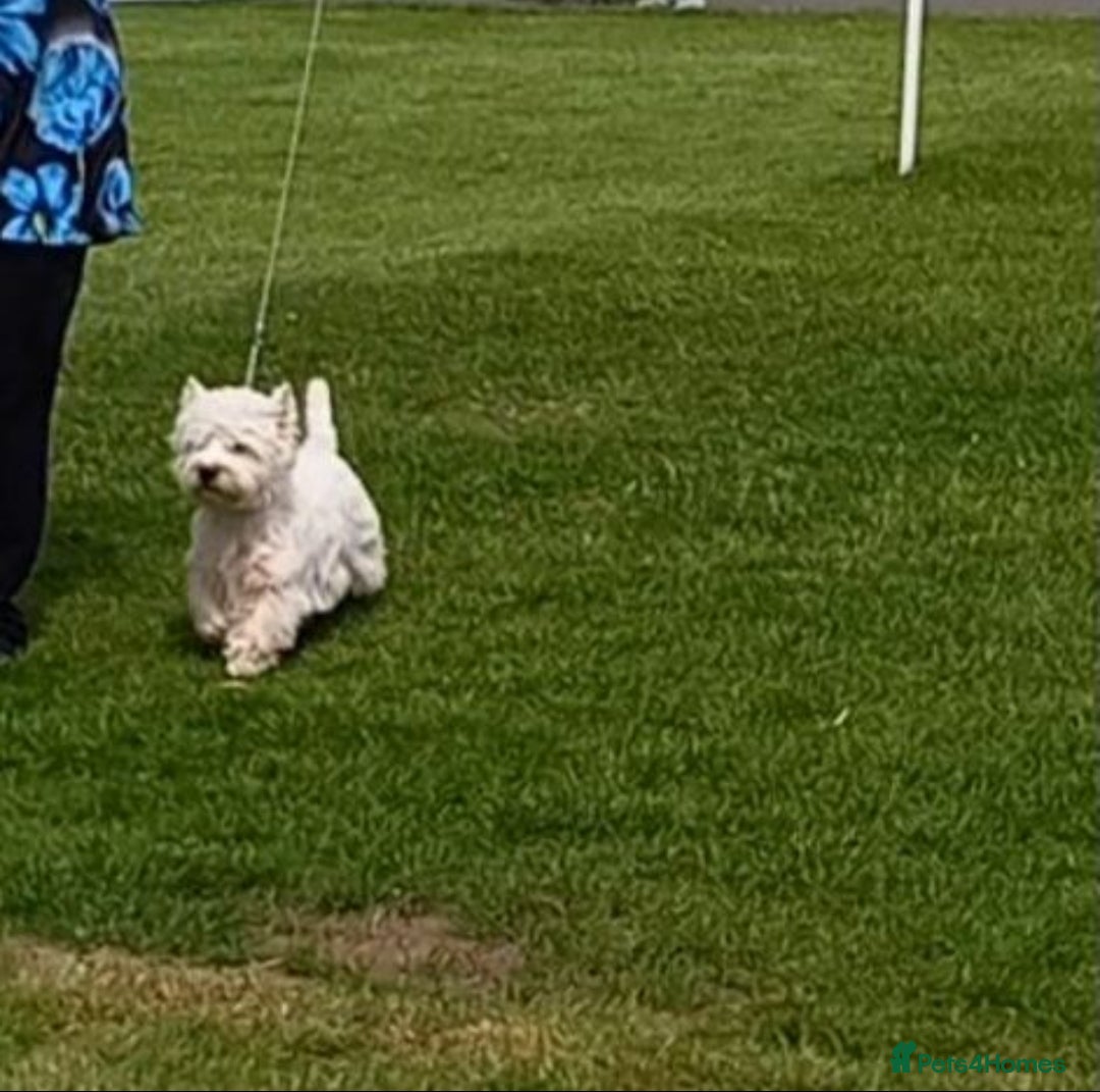 West Highland Terrier dogs for stud: * stud only* KC Stunning west highland terrier in Swansea - Advert 13
