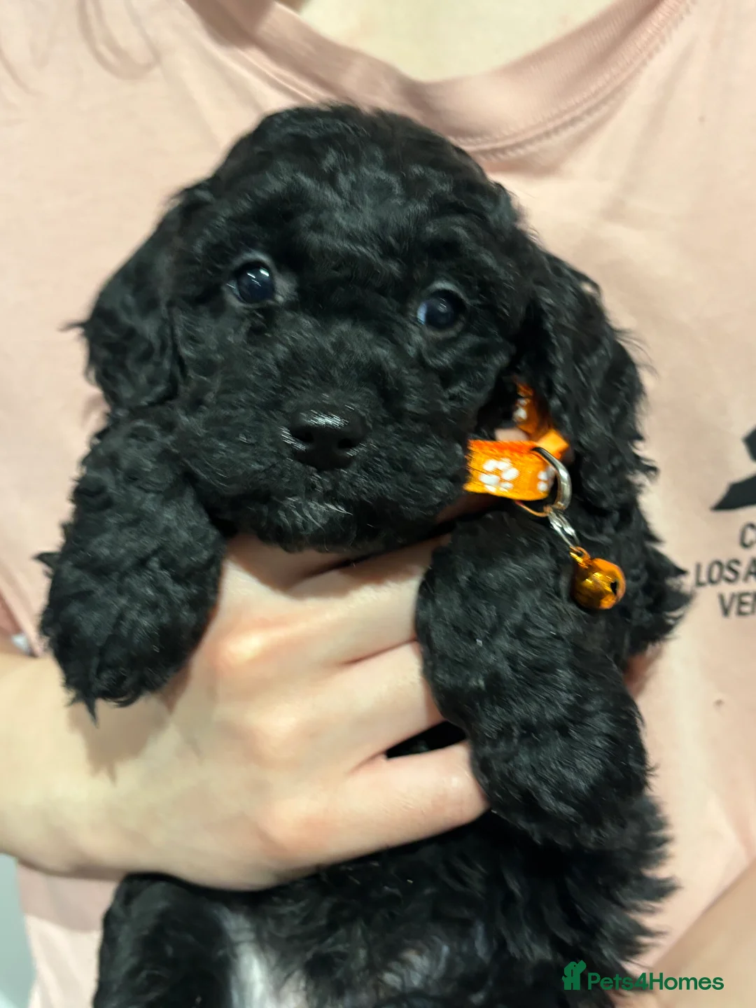 Cockapoo dogs for sale: Beautiful Cockapoo Puppies – 6 Boys & 2 Girls - Advert 29