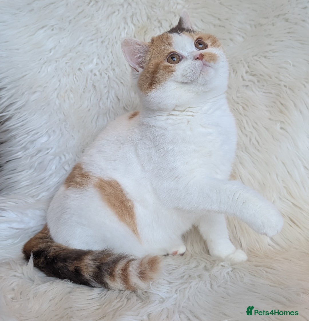 British Shorthair cats for sale: Amazing loving British shorthair kittens  - Advert 6