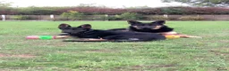 German Shepherd dogs for sale: Mrs Jas Padda  - Advert 7