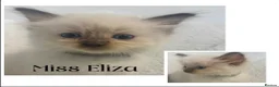 Ragdoll cats for sale: Chocolate Ragdolls  - Advert 3