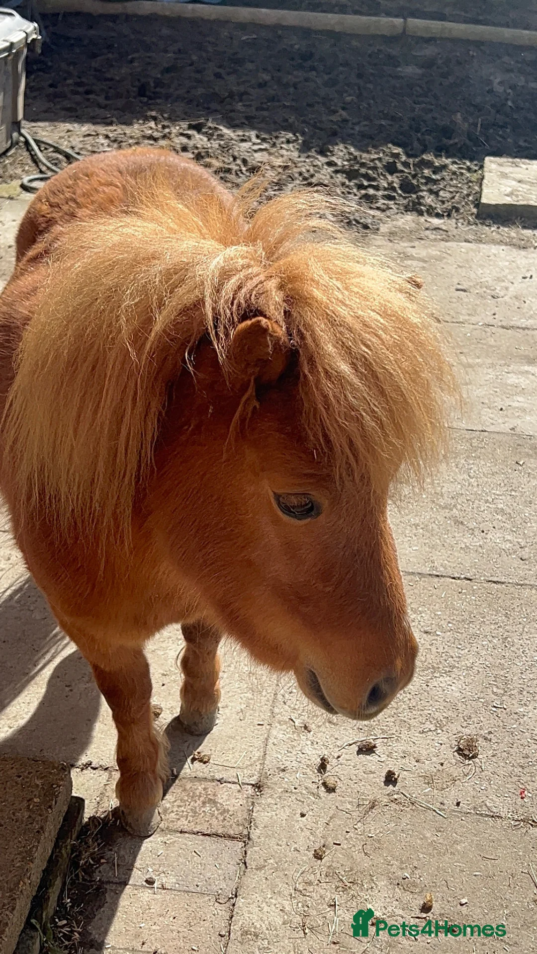 Miniature horses for sale: “Toad Your Next Fun & Rewarding Mini Pony Project in East Grinstead - Advert 2