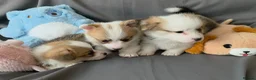 Welsh Corgi Pembroke dogs for sale: Corgi Puppies for Loving Homes – 1 Male, 1 Females - Advert 9