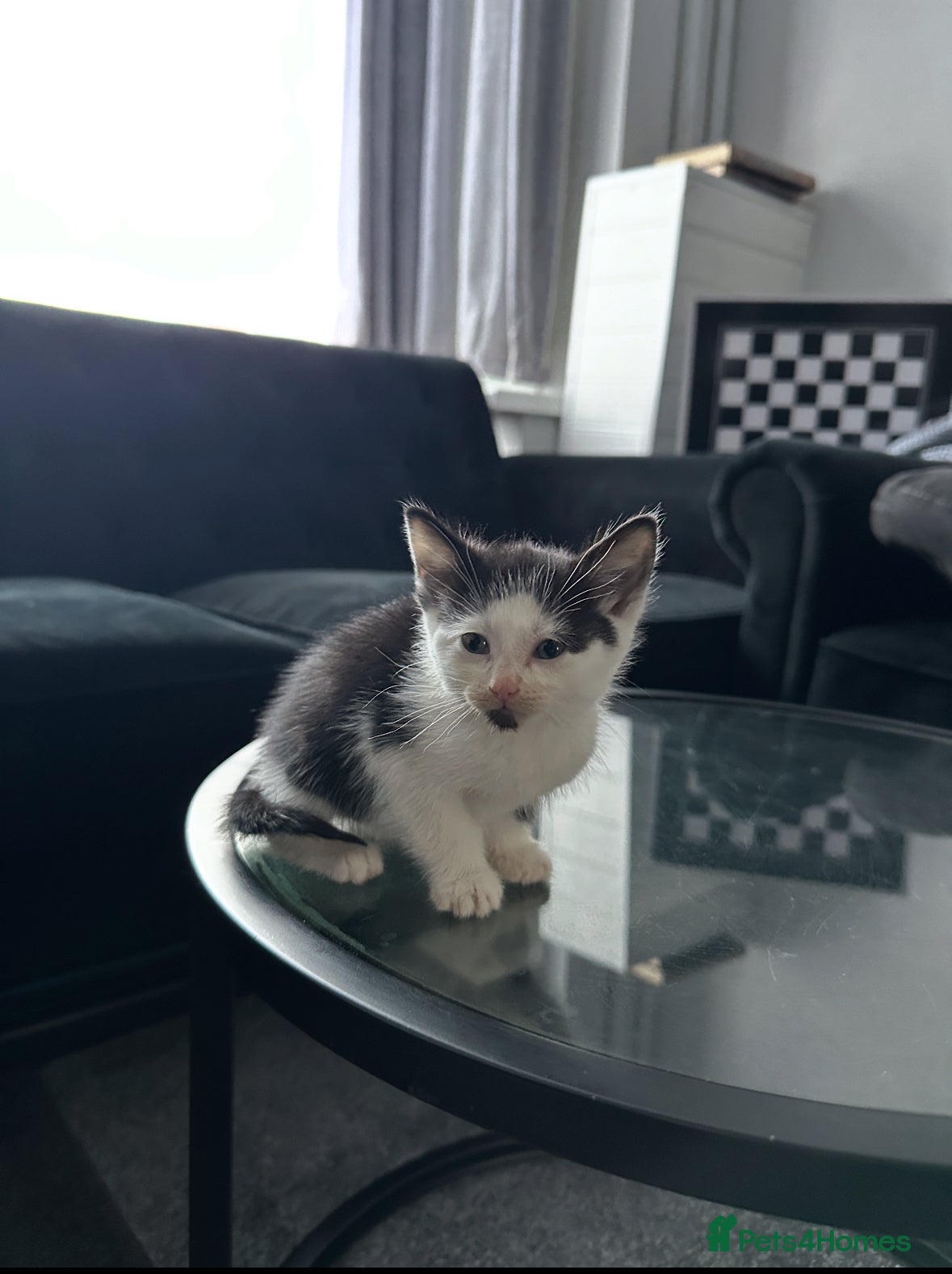 Mixed Breed cats KITTEN FOR SALE! - Advert 1