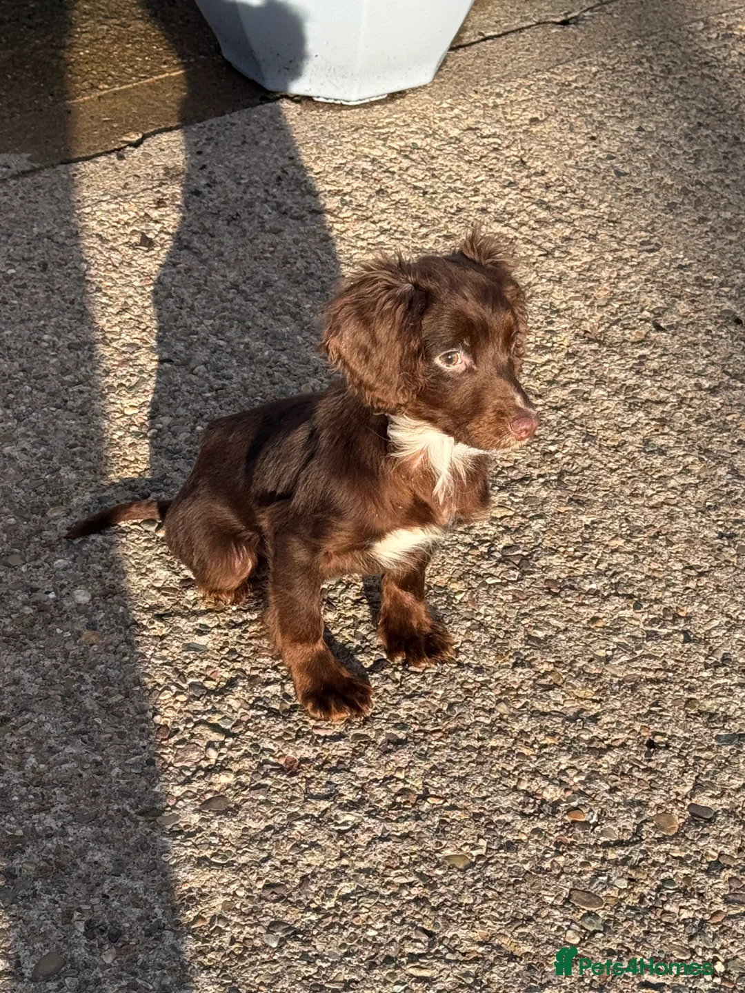 Cocker Spaniel dogs for sale: Cocker spaniel male puppy  - Advert 4