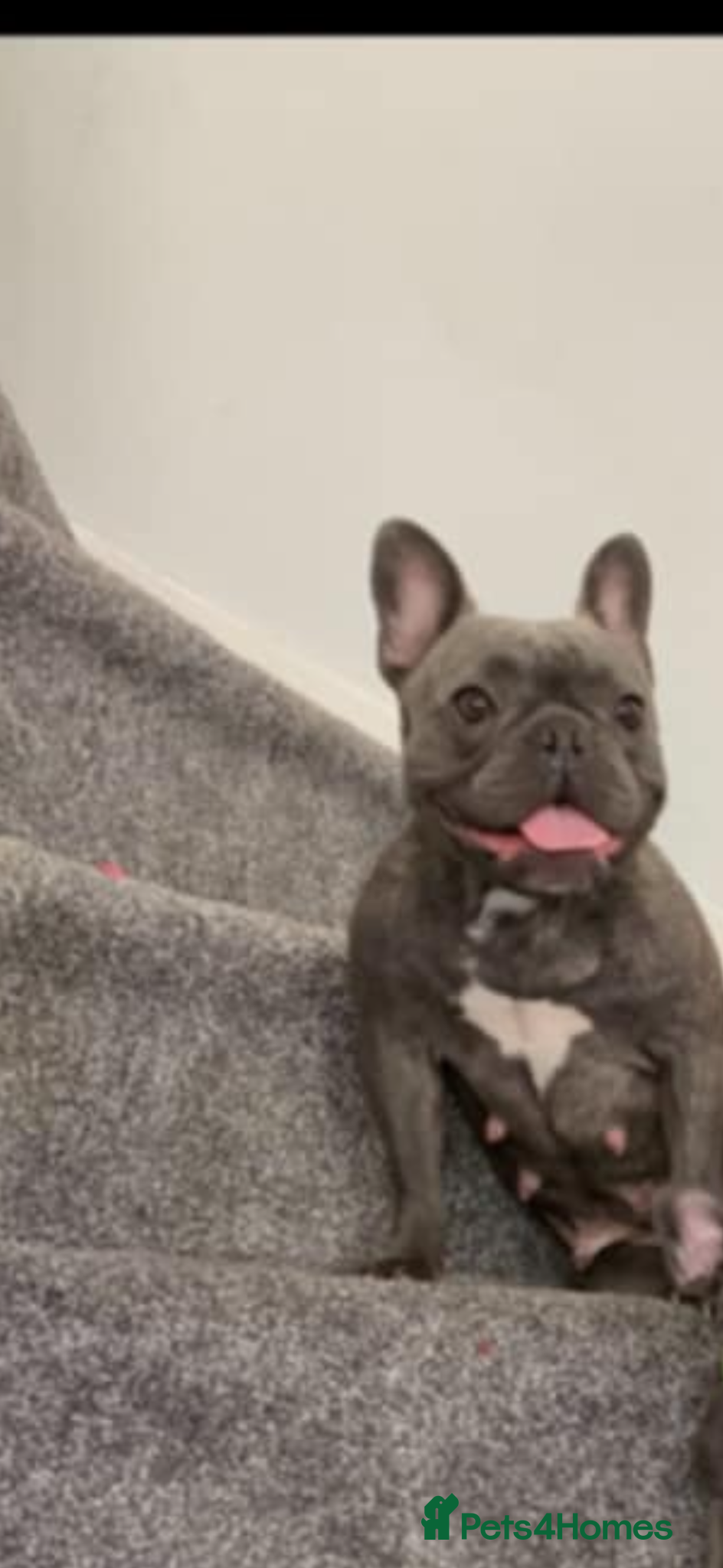 French Bulldog dogs Female frenchie  - Advert 1
