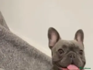 French Bulldog dogs Female frenchie - Advert 1