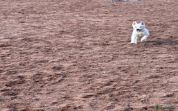 Utonagan dogs for sale: Last 2 Husky (Utonagon) Puppies - READY NOW - Image 26