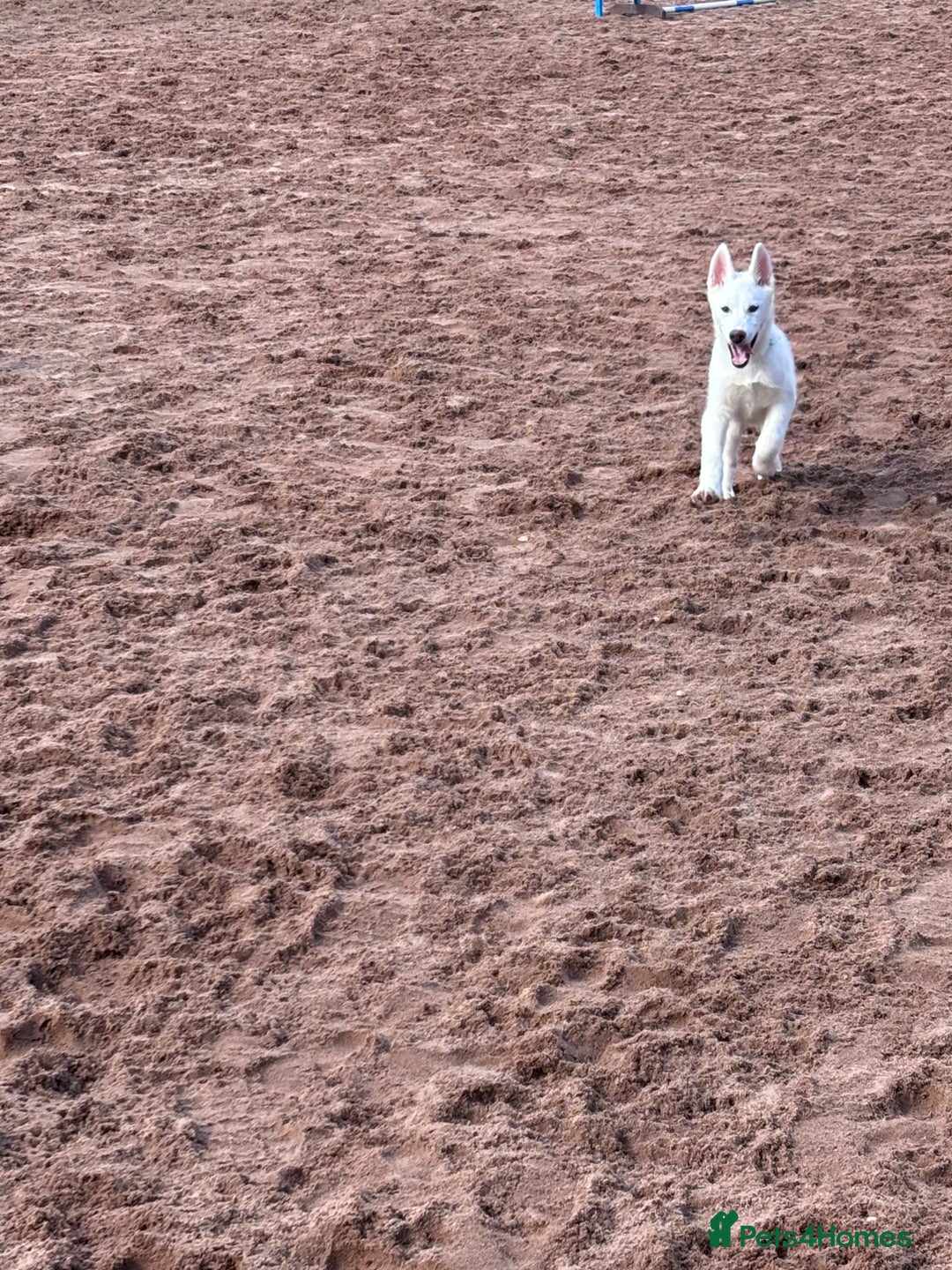 Utonagan dogs for sale: Last 2 Husky (Utonagon) Puppies - READY NOW - Image 26