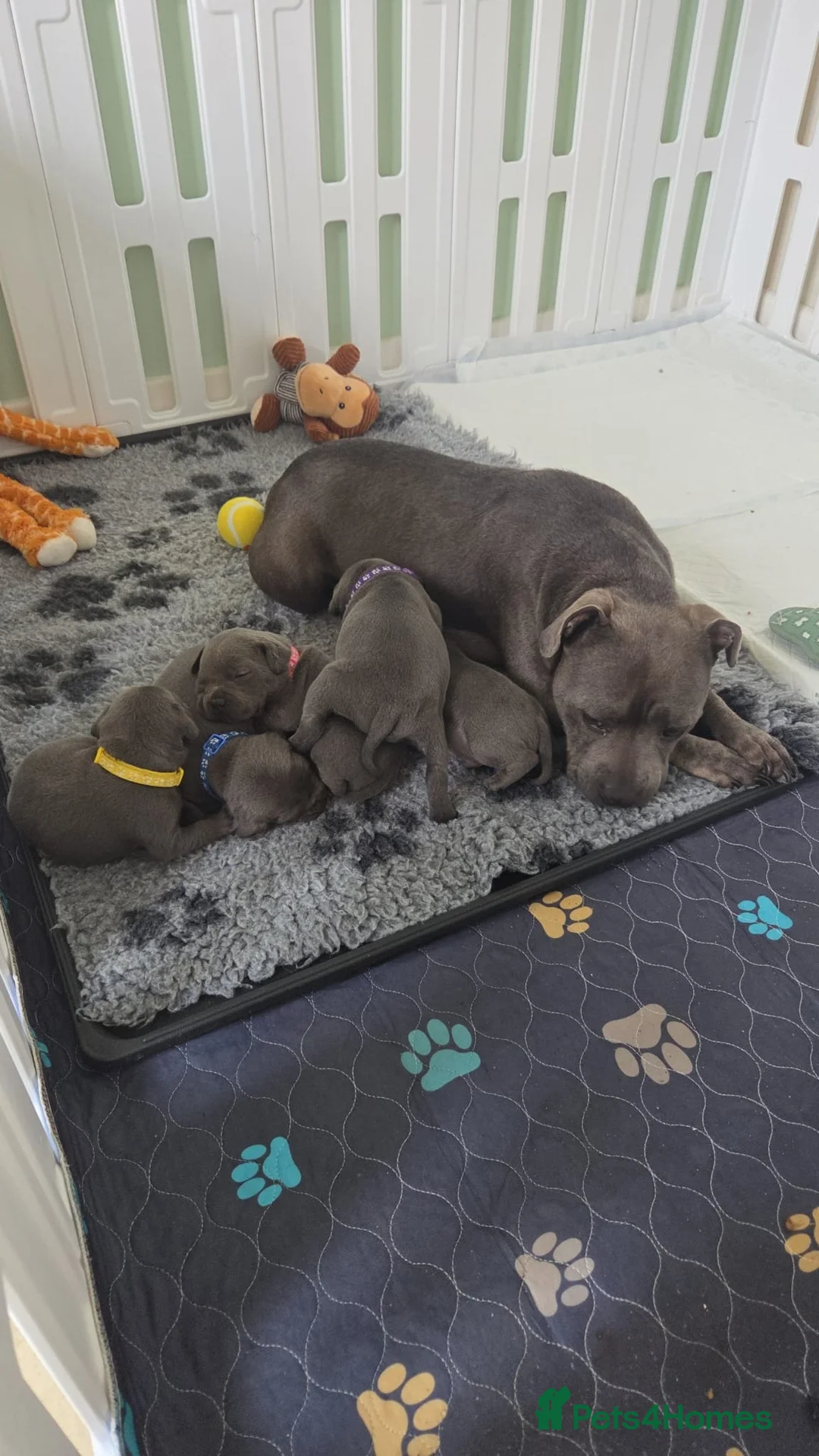 Staffordshire Bull Terrier dogs for sale: Champion BLUE STAFFORDSHIRE BULL TERRIER  in Burton-on-Trent - Advert 1