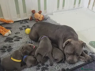 Staffordshire Bull Terrier dogs Champion BLUE STAFFORDSHIRE BULL TERRIER - Advert 5