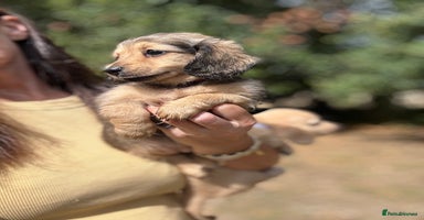 Miniature Dachshund dogs - Advert 1