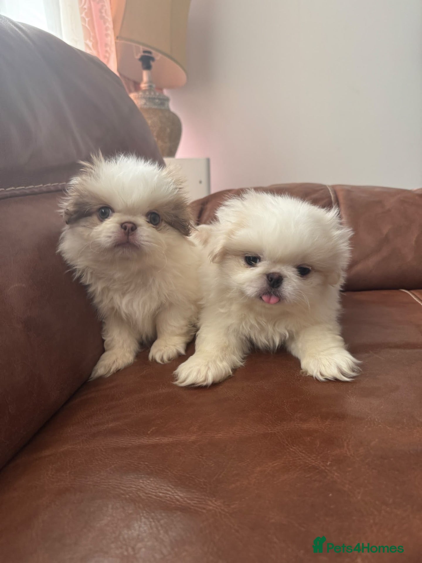 Pekingese dogs Pekingese (last 2 boys white) - Advert 9