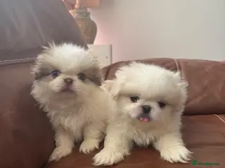 Pekingese dogs Pekingese (last 2 boys white) - Advert 9