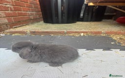 Dwarf Lop rabbits for sale: Dwarf lop kitts  - Image 2